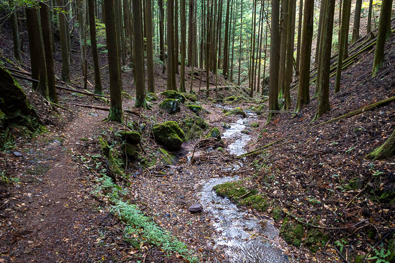 Japan-Tokyo-Hiking-Mount Izugatake - After a couple more paths merged together, the path got quite a bit more developed for the last couple of kilometres.