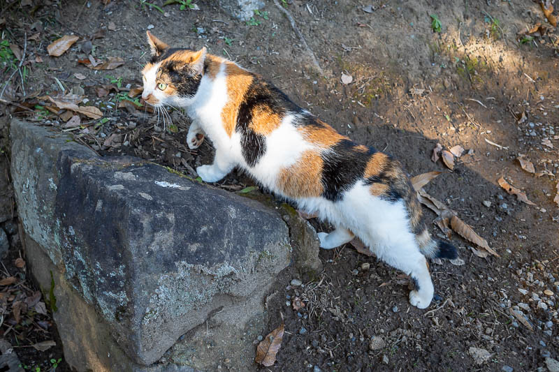 Japan-Tokyo-Narita-Haneda - I hung out with this cat for a while.