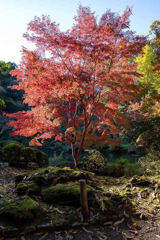 Japan-Tokyo-Narita-Haneda - A fully red tree! Finally, on my last day.