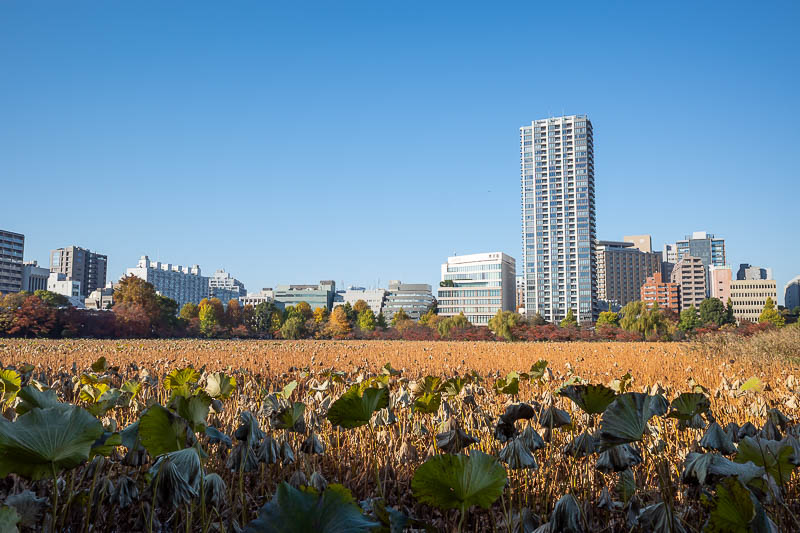 Japan-Tokyo-Ueno-Ginza - The traditional dead lilies departure photo. Not as dead as some years.