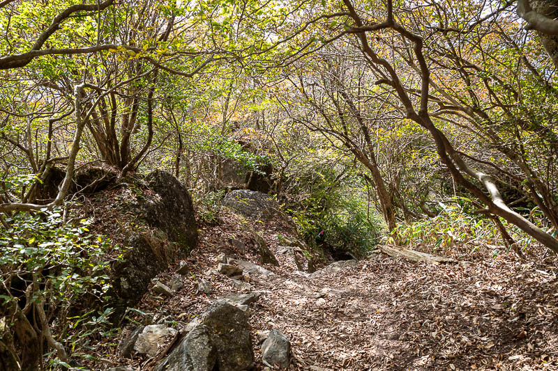 Japan-Tokyo-Hiking-Mount Tsukuba - Nice tree tunnel.