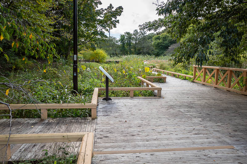 Japan-Tokyo-Jindai-Garden - The first part of the garden is over the road from the main shrine and main garden. It focuses on aquatic plants, and or weeds. Parts of the decking s