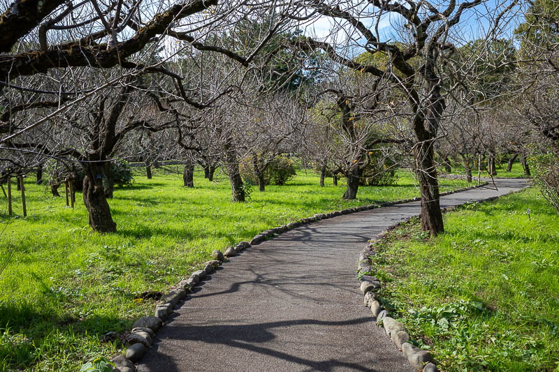 Japan-Tokyo-Jindai-Garden - Before heading to the rose garden, I first took in the plum grove. It is clearly at its peak, dead and twiggy.