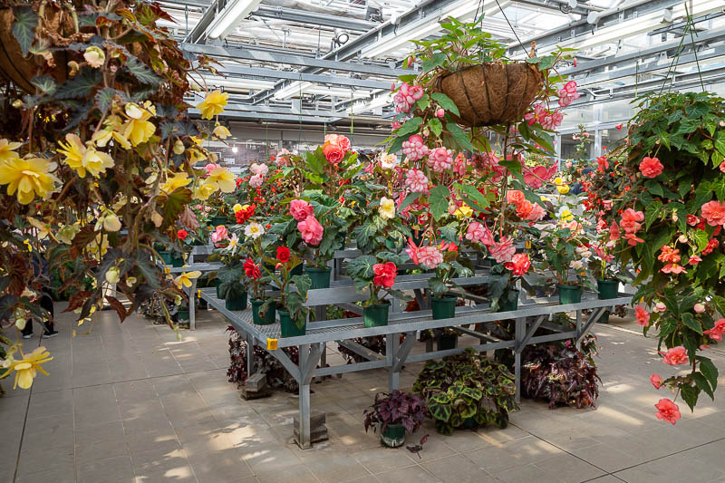 Japan-Tokyo-Jindai-Garden - Inside that impressive building were the usual cacti and tropical plants, and whatever these are.