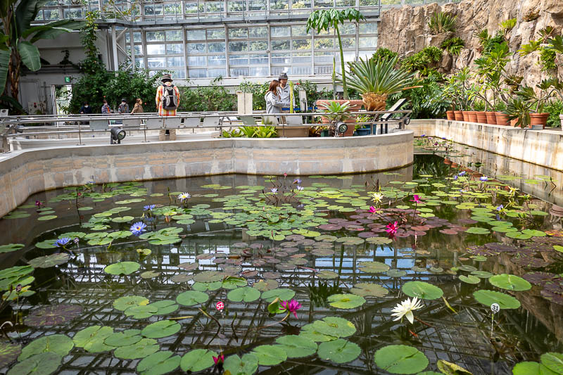 Japan-Tokyo-Jindai-Garden - You can also take in the lilies in their concrete troughs.