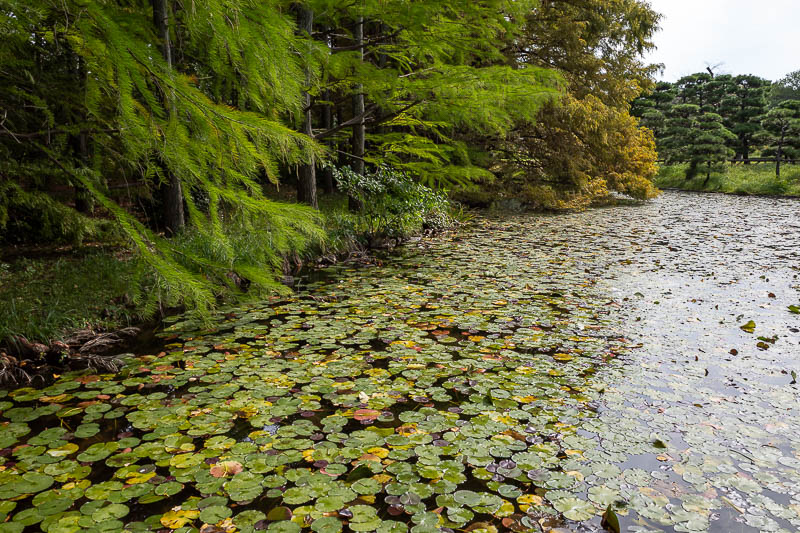 Japan-Tokyo-Jindai-Garden - There is also an area with lilies not in concrete troughs.