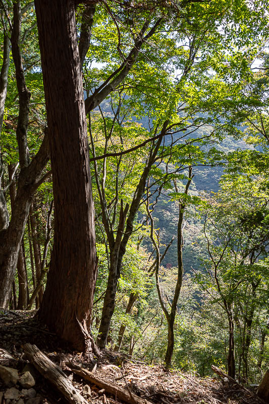 Japan-Tokyo-Hiking-Tonodake - Not really any Autumn colours yet.