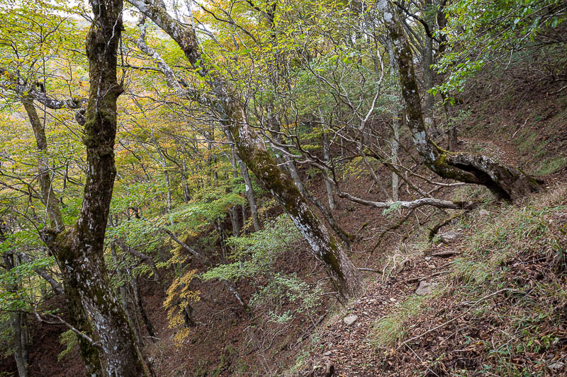 Japan-Tokyo-Hiking-Tonodake - Nice scenery all to myself. No bears, but I did come face to face with a deer. I nearly walked head long into him before I realised it was a deer.