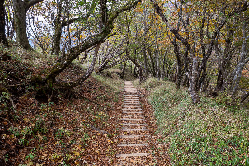 Japan-Tokyo-Hiking-Tonodake - The trail was also much more developed along the top.