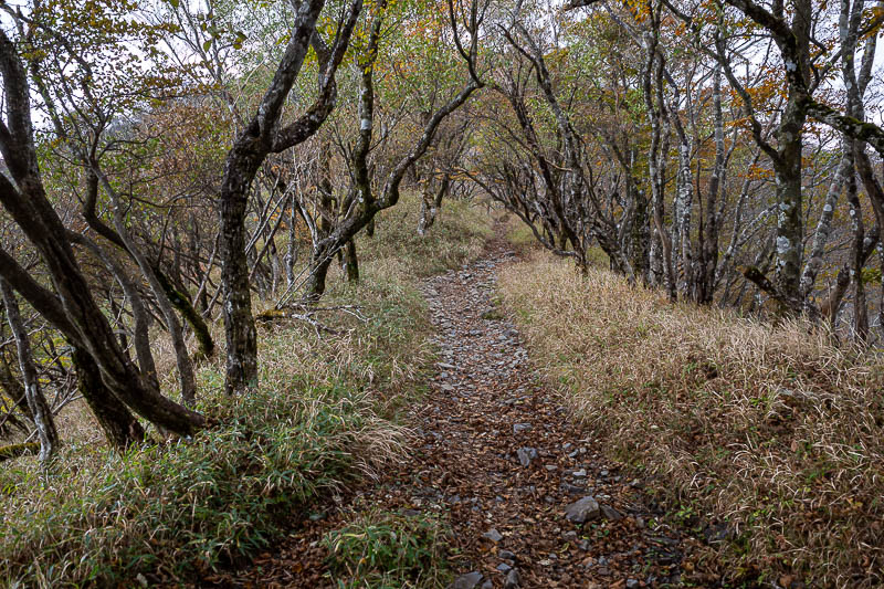 Japan-Tokyo-Hiking-Tonodake - Looks a bit spooky once I got closer to the clouds.