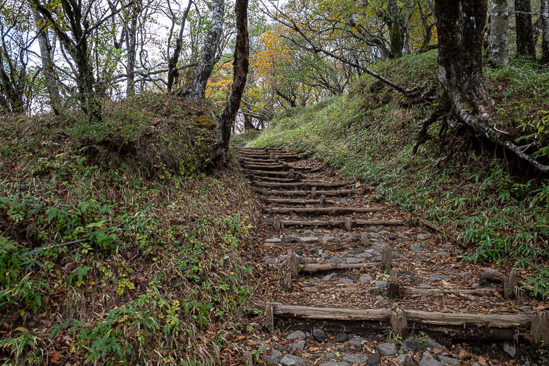 Japan-Tokyo-Hiking-Tonodake - Now it was time to descend and do some low bamboo appreciation.