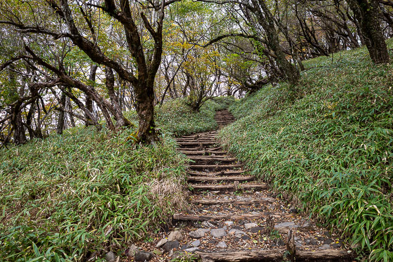 Japan-Tokyo-Hiking-Tonodake - I like low bamboo.