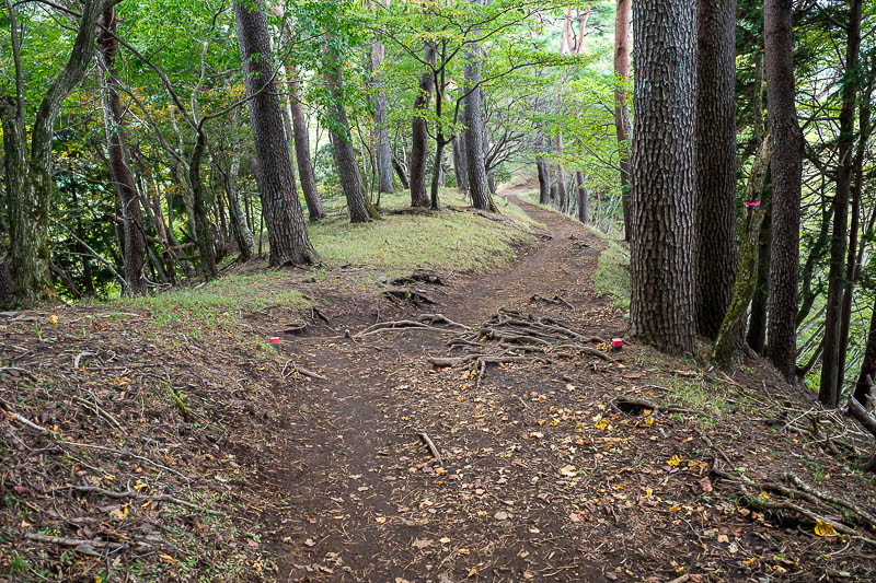 Japan-Tokyo-Hiking-Tonodake - I enjoyed running on the smoother parts of the trail.