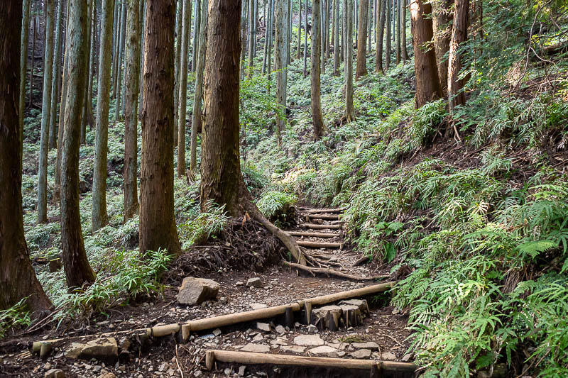 Japan-Tokyo-Hiking-Tonodake - Fern country.