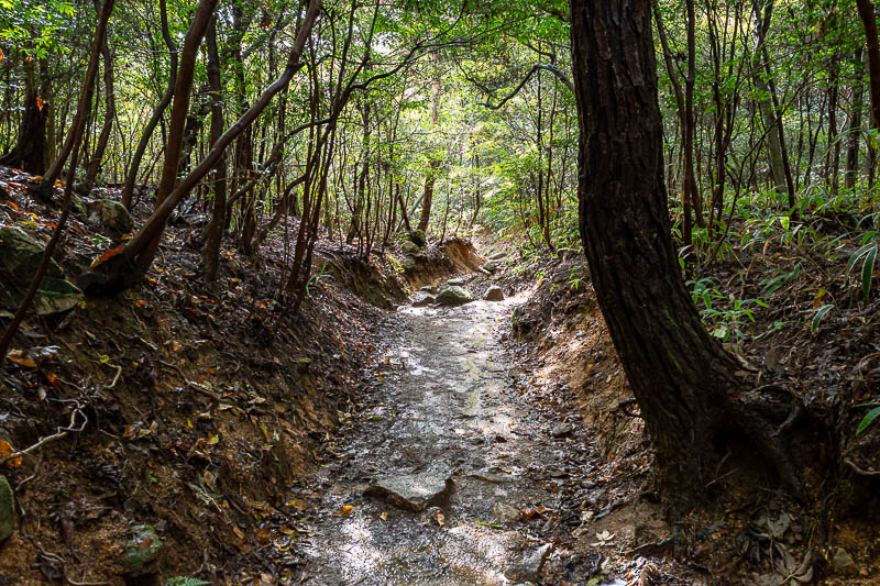 Japan-Kobe-Hiking-Mount Rokko - Parts were dark and moist, but never overly muddy.