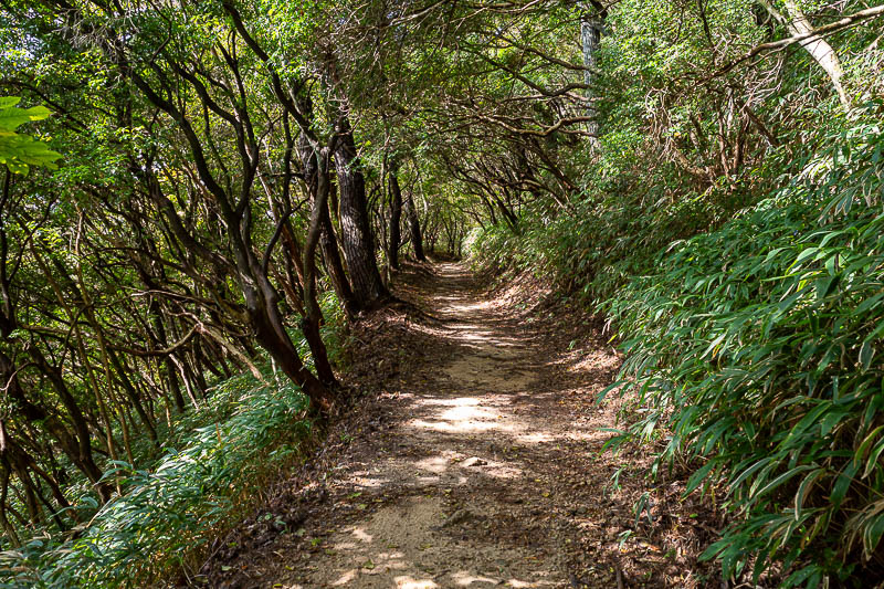 Japan-Kobe-Hiking-Mount Rokko - The way down was very smooth. I ran most of it.