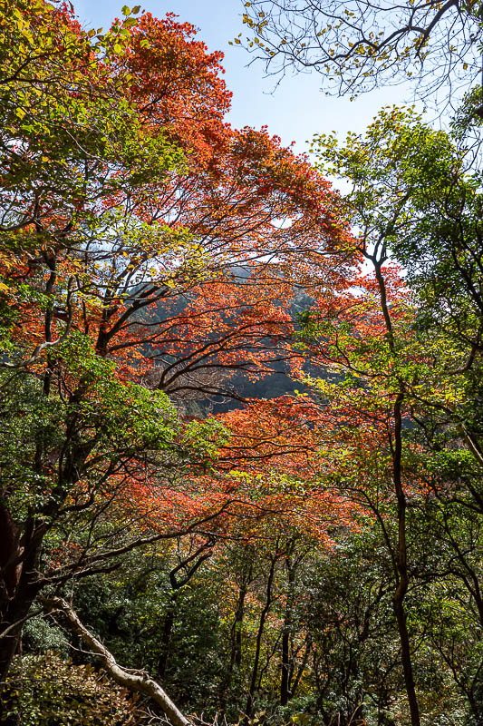 Japan-Kobe-Hiking-Mount Rokko - The first proper red tree.
