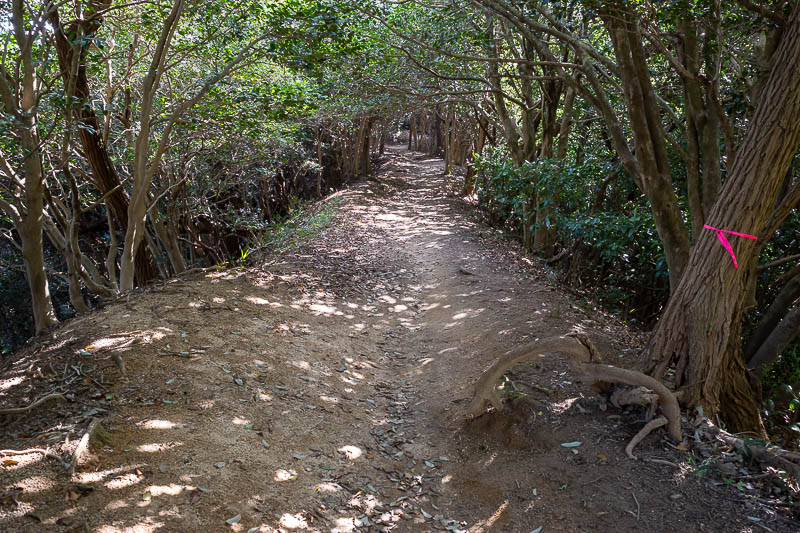 Japan-Kobe-Hiking-Higashiyama - The hiking trail was nice enough, despite the low altitude. I thought most of it would be just like this.