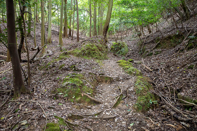 Trip 13 to Japan - October and November 2025 - It is a real trail from the get go, but does cross a couple of gravel logging roads or shrine access roads. There is another road up to the top shrine