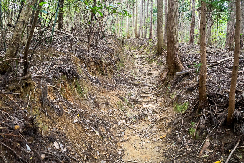 Trip 13 to Japan - October and November 2025 - The trail is well maintained, and must get a lot of foot traffic, however today I saw only one other person all day. There were no cobwebs though, so 