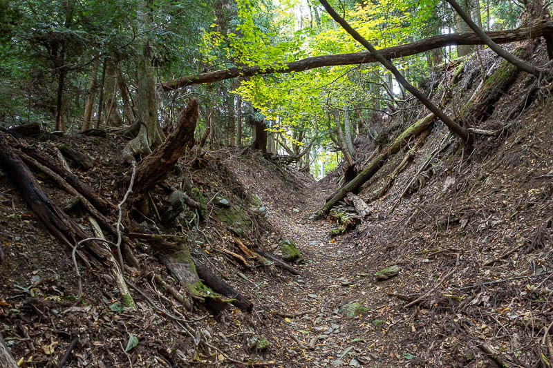 Trip 13 to Japan - October and November 2025 - It was very grey today, but there were some nice trees around.