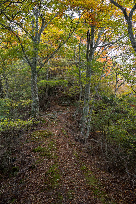 Trip 13 to Japan - October and November 2025 - Probably the most colourful view of the day, although it was very grey skies the whole time (but no rain).