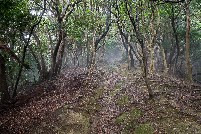 Japan-Tokushima-Castle-Mount Bizan - Fog time! I love fog.