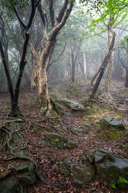 Japan-Tokushima-Castle-Mount Bizan - There was also fog yesterday but I messed around trying to find a good spot to take a photo of it, and it disappeared while I was not taking a photo. 