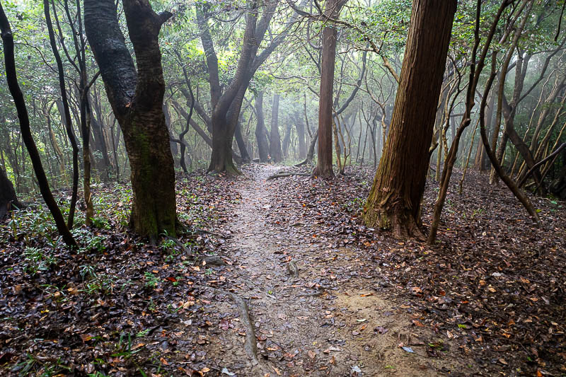 Japan-Tokushima-Castle-Mount Bizan - Time to start my descent. More fog!