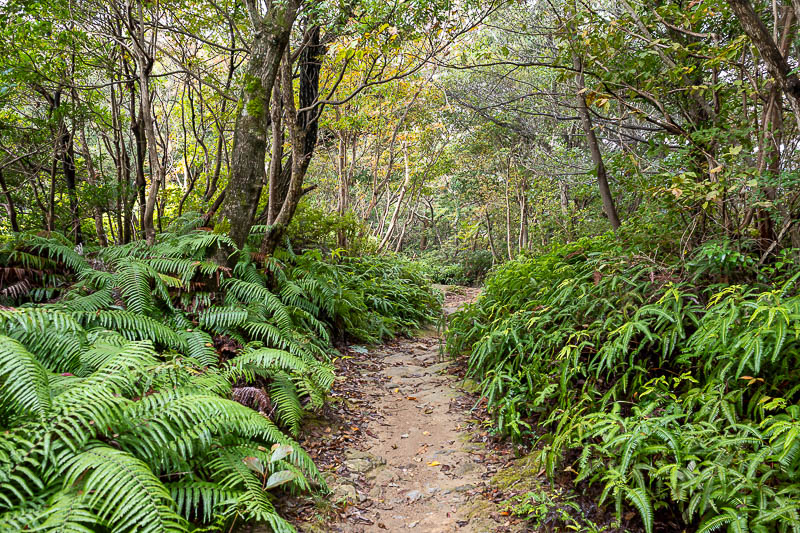 Japan-Tokushima-Castle-Mount Bizan - Below the fog line, surprise ferns.