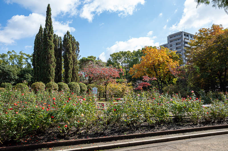 Japan-Tokushima-Castle-Mount Bizan - A rose garden. Not as extensive as the one I visited in Tokyo a few days ago, but not bad.