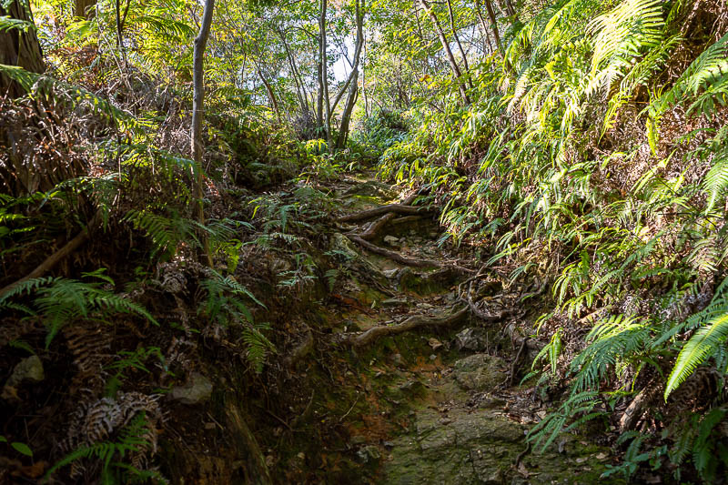 Japan-Tokushima-Hiking-Mount Nakatsumine - Lower parts were nice and ferny. I saw a foot long black worm of some description, or maybe it was a baby snake.