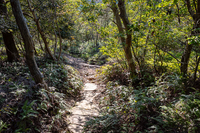 Japan-Tokushima-Hiking-Mount Nakatsumine - The odd bits of sun add drama.