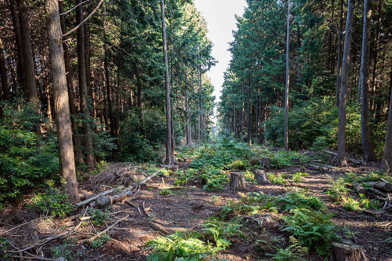 Japan-Tokushima-Hiking-Mount Nakatsumine - I suspect this is going to have some big power lines added to it soon. There are plenty of others with similar gouges in the landscape.