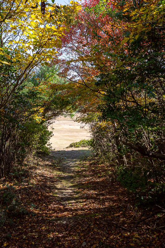 Japan-Tokushima-Hiking-Mount Nakatsumine - Nice tree cave, small amount of Autumn colour.