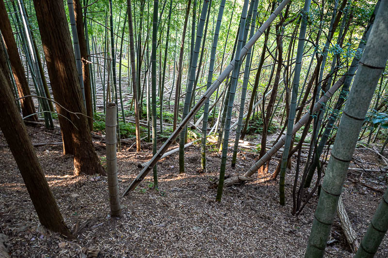 Japan-Tokushima-Hiking-Mount Nakatsumine - On the way down, bamboo time.