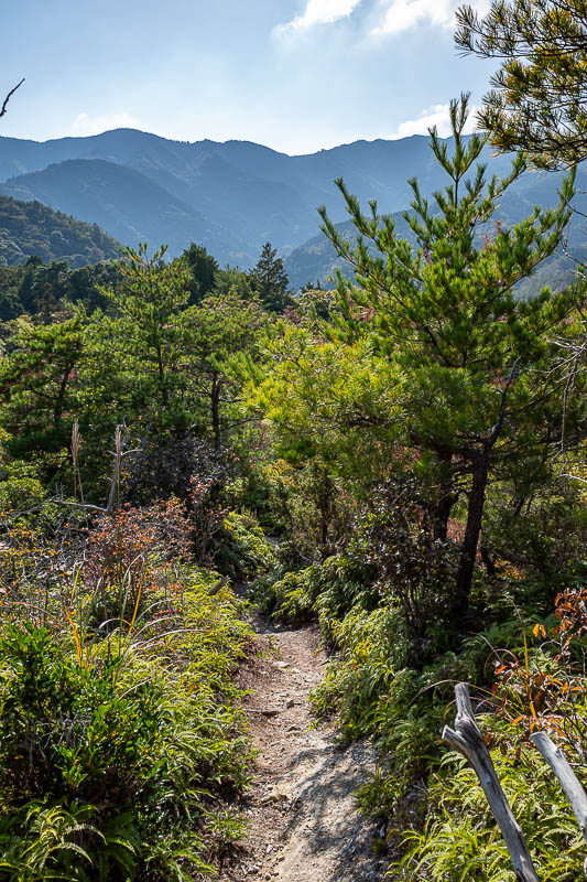 Japan-Tokushima-Hiking-Mount Nakatsumine - Now it was time for some more ferns.