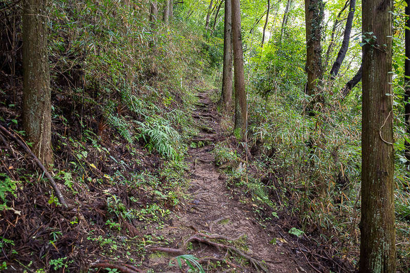 Japan-Tokyo-Hiking-Hachiokayama - The real trail commenced. Steep at first.