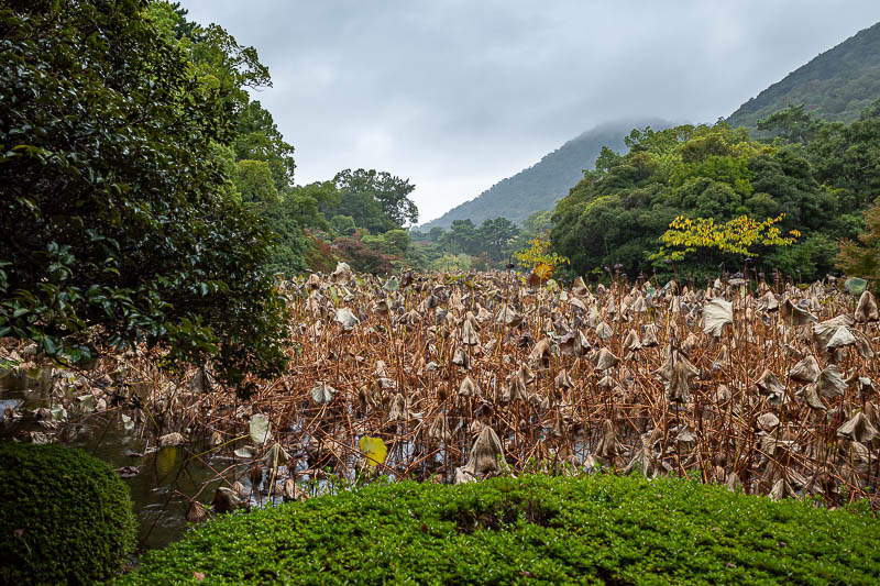 Trip 13 to Japan - October and November 2025 - Dead. They look like the same ones in the lake at Ueno in Tokyo.