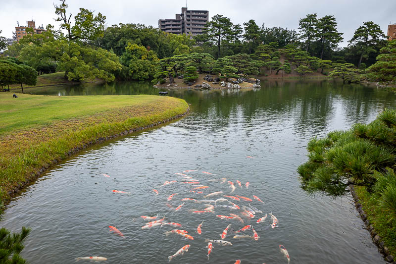 Trip 13 to Japan - October and November 2025 - A lot of very big fish. They gathered in a number of places around the lake.