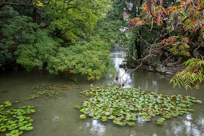 Trip 13 to Japan - October and November 2025 - There are a lot of little lakes in the garden.