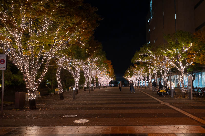 Trip 13 to Japan - October and November 2025 - Nearby, and lights in trees. It is almost illegal to have trees in Japan without lights in them.