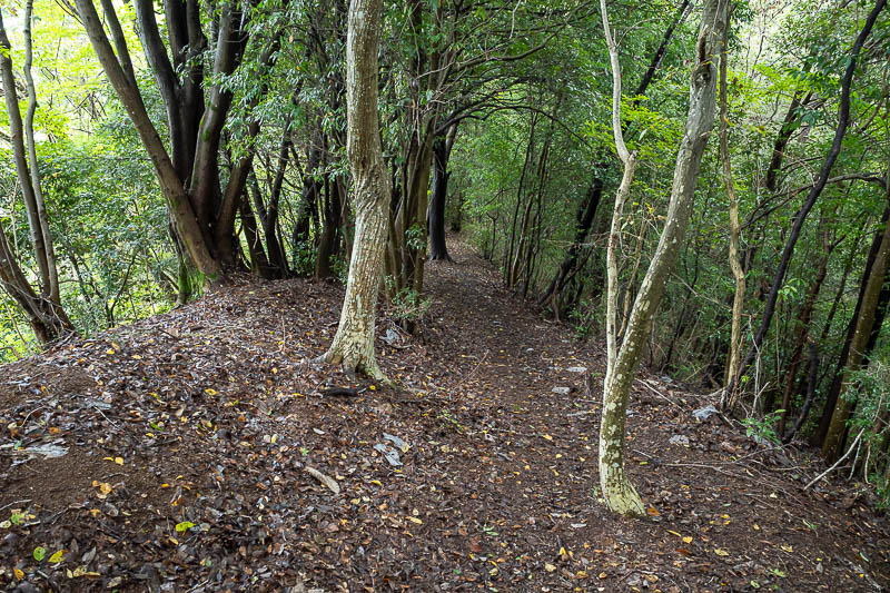 Japan-Tokyo-Hiking-Hachiokayama - I enjoyed running on the flatter wider stretches, leeches cant climb up me while I am running. Although there is a theory they fall out of trees, a re