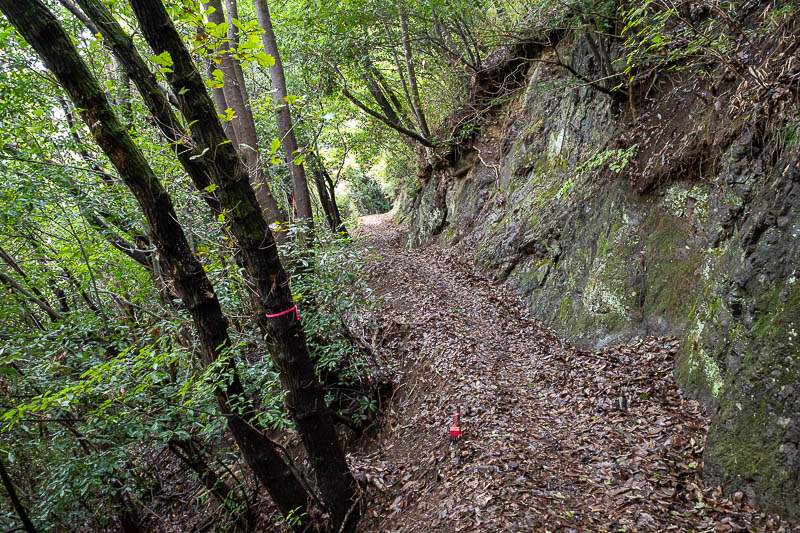 Japan-Tokyo-Hiking-Hachiokayama - The next bit of the path was very smooth, almost like a road.