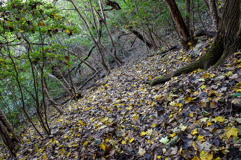 Japan-Takamatsu-Hiking-Kotohira - I cannot really convey it properly in photos, but large sections of this trail were on a 45 degree angle to the hill, muddy and slippery, with my outs