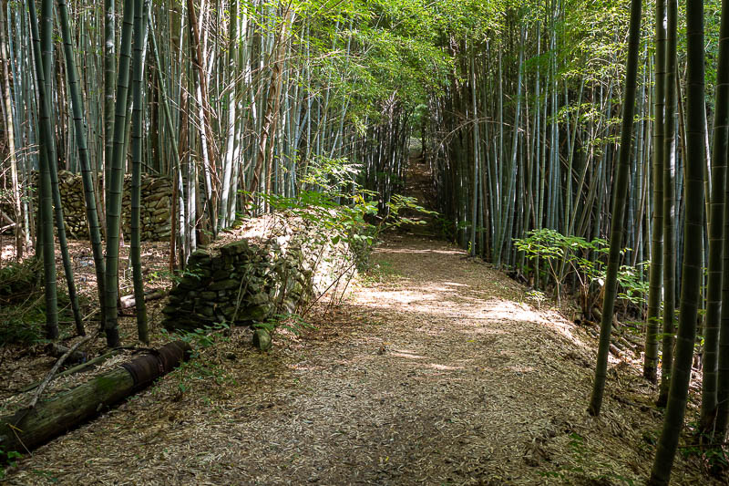Japan-Takamatsu-Hiking-Kotohira - My path then took me back through some bamboo, with ancient walls hidden within. I will now head up the central ridge of the mountain range.