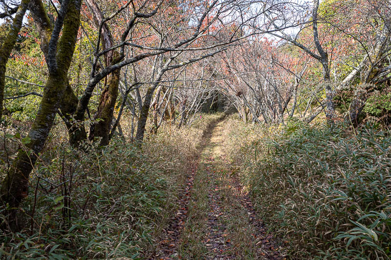 Japan-Takamatsu-Hiking-Kotohira - Eventually the concrete road became more of a 4wd track. Fast progress along here though.