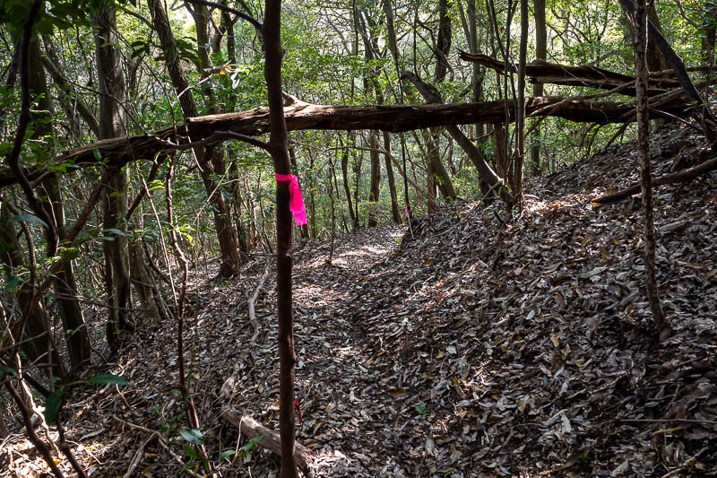 Japan-Takamatsu-Hiking-Kotohira - But then I was back on muddy slippery poorly marked trails, follow the pink ribbons.