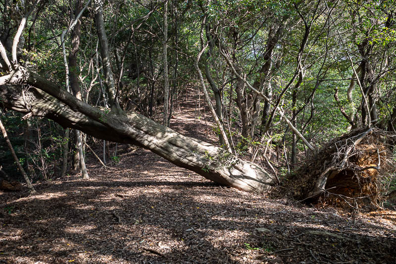 Japan-Takamatsu-Hiking-Kotohira - Time to go back up again. However this bit of the trail was a lot less muddy.