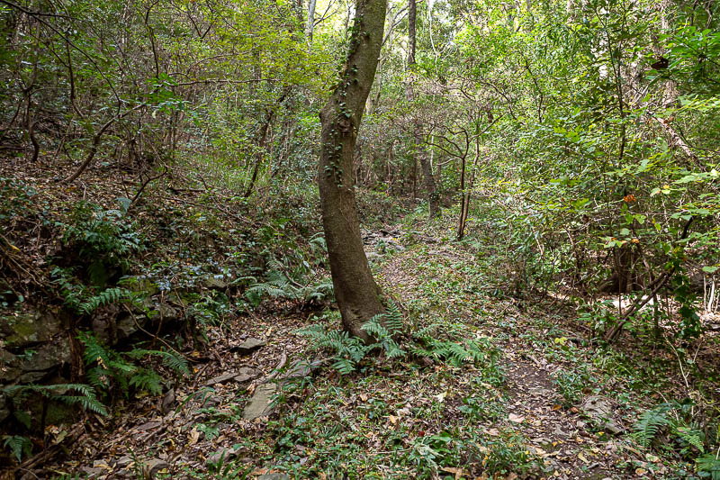 Japan-Takamatsu-Hiking-Mount Inazumi - The hiking trail today was a proper trail from the start, but never really muddy or slippery or dangerous in any way, but be aware, no other people, w